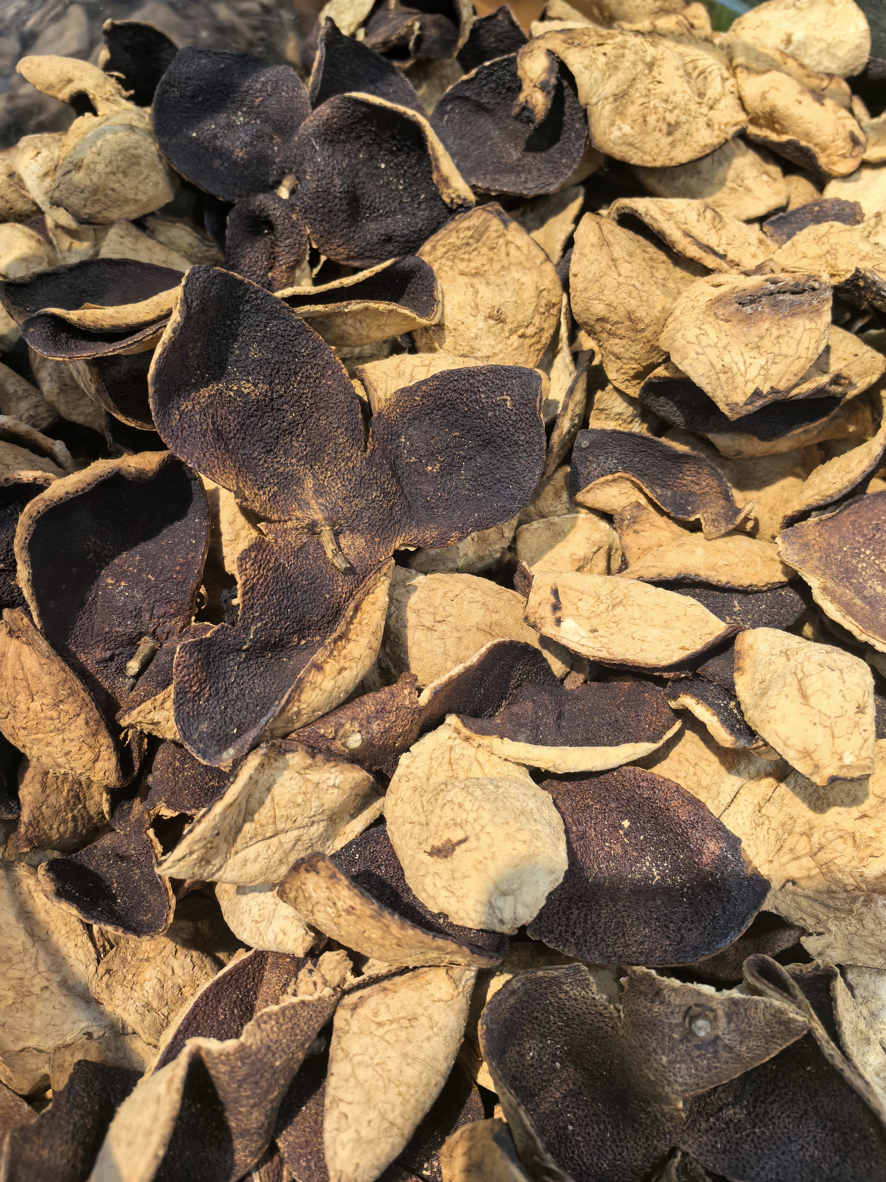 丽江茶叶探秘：从雪山茶园到古法工艺，品味云南高原的独特韵味(图1)