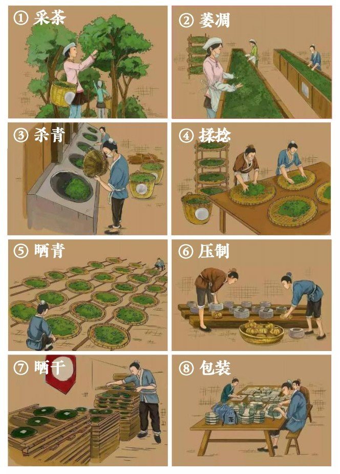 坝卡竜[lóng]普洱茶(图2)